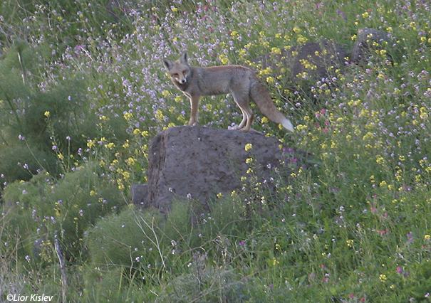 שועל מצוי   Red fox Vulpes vulpes                                           נחל סמק, רמת הגולן,מרץ 2007.